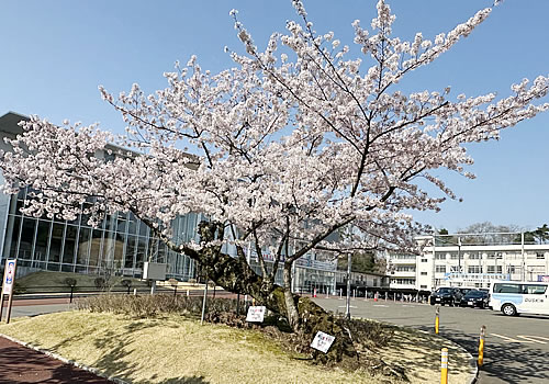 ２０２５．春　コロナ収束宣言をするかのように綺麗に咲き誇る震災桜